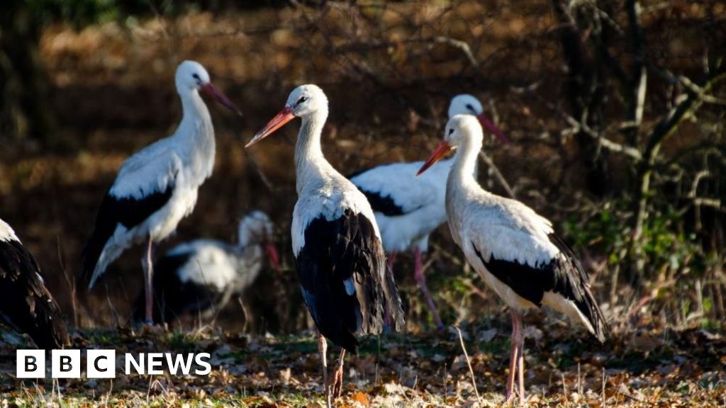 Storks migrate back to conservation project at Knepp estate