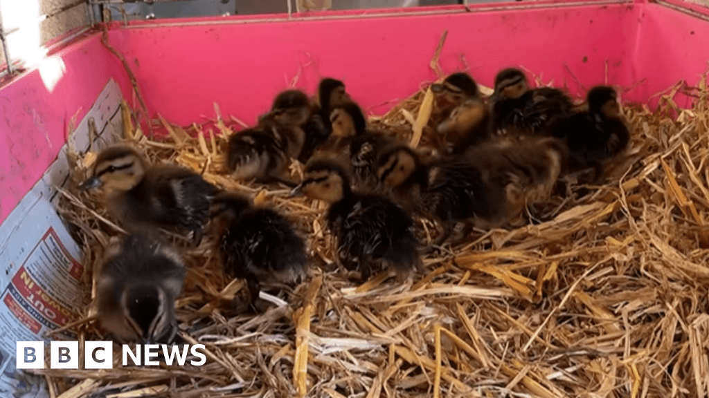 HGVs on M1 form 'rolling road block' to protect orphaned Nottinghamshire ducklings