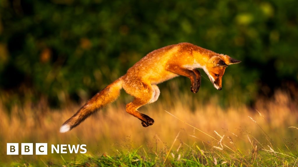 Photographer captures array of wildlife in Cornish gardens