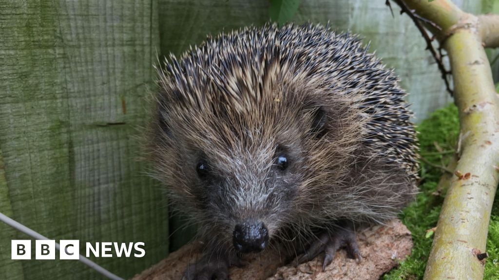 Wicksteed Park hedgehog charter launched ahead of nature festival