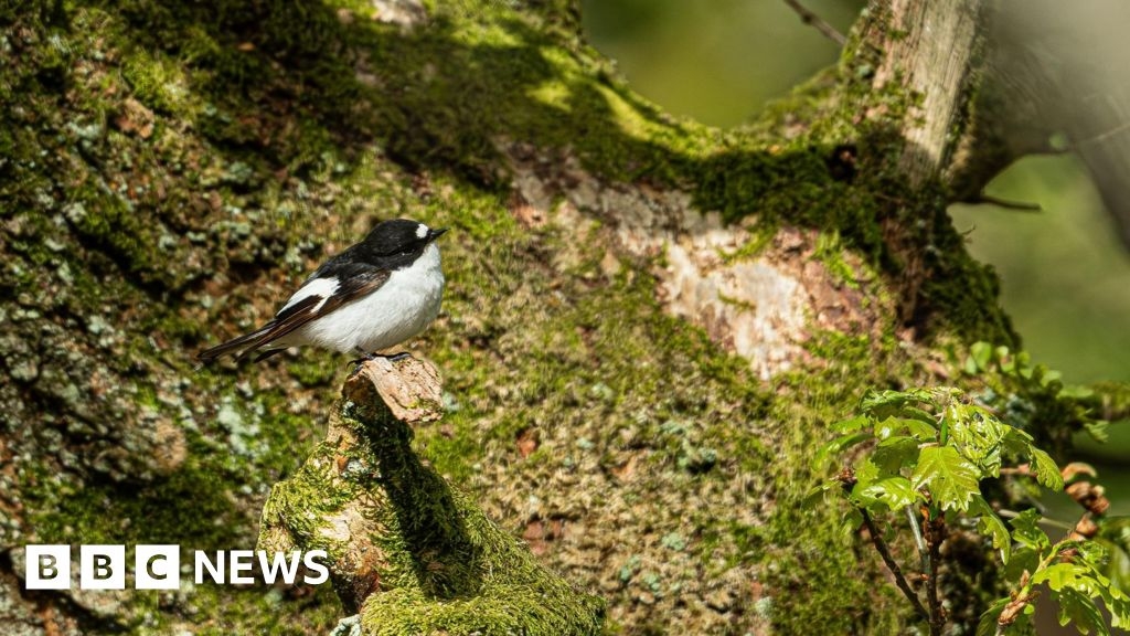 Droppings of Springwatch bird being analysed