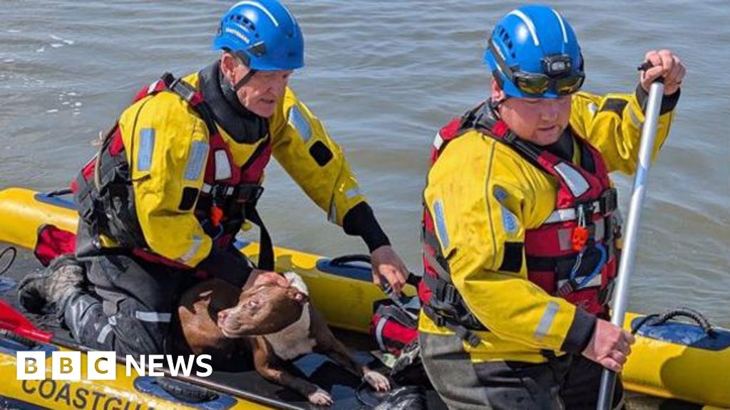 Stranded dog rescued from rising ride by coastguard in Wirral