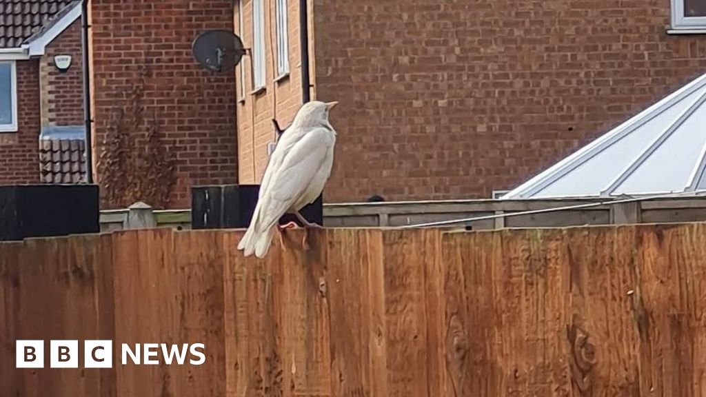 Rare white starling spotted by Chatteris bird watchers