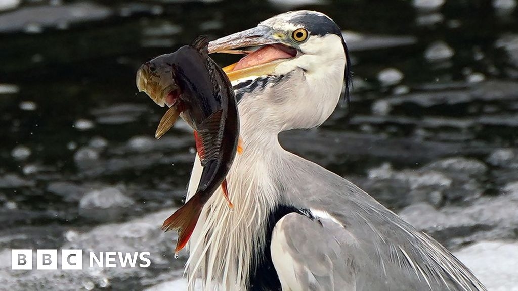 Fishing ban lifted on Blackpool park lake after birds entangled