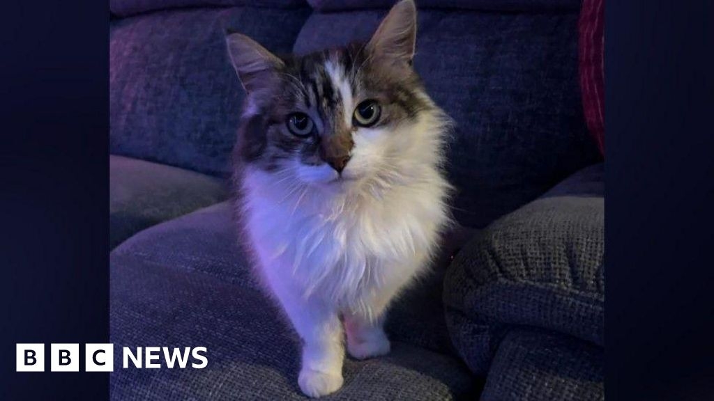 Lake District village cat owner's appeal for mystery fur clipper to stop