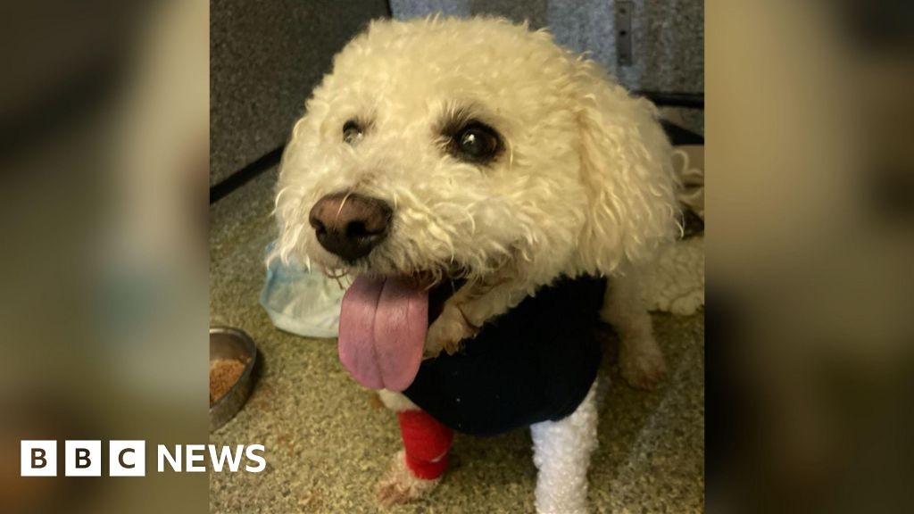 Kent: Maidstone dog saved after eating nicotine-filled vape pod