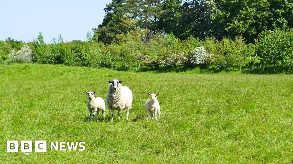 Plans for natural burial site near Westbury for 2,000 graves