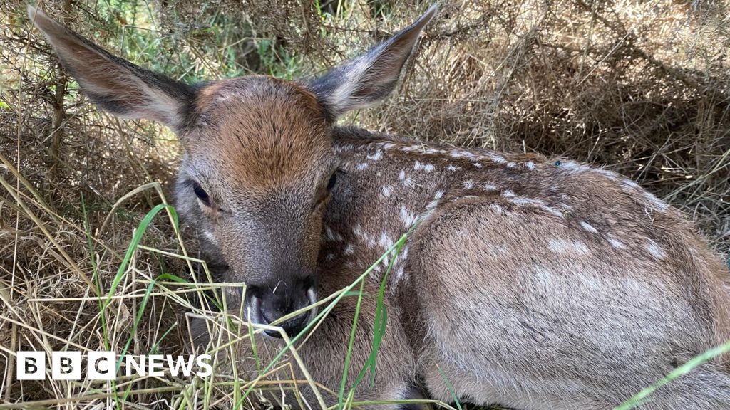 Wildlife reserve welcomes birth of endangered white-lipped deer