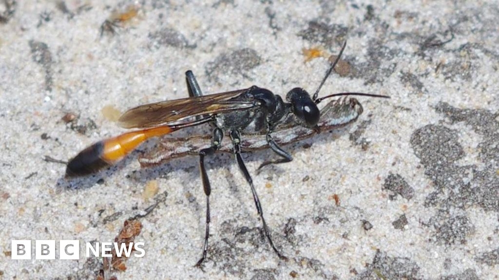Devon scientists reveal 'remarkable' wasp memory