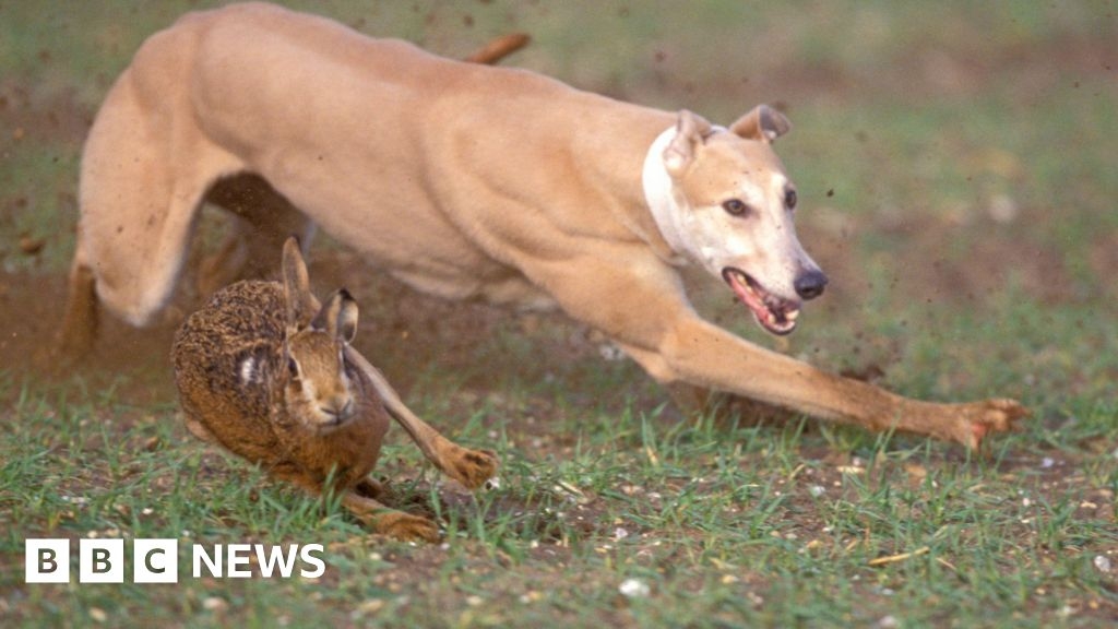 Surrey men fined after Lincolnshire hare coursing incident