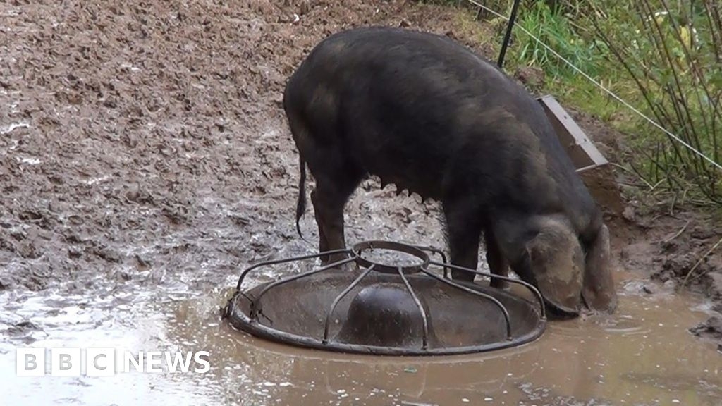 Cornwall smallholders ordered to pay £11k over animal cruelty