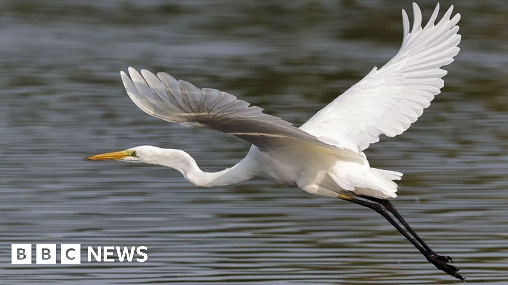 Rare birds appear as Wicken Fen's £1.8m peat restoration finishes