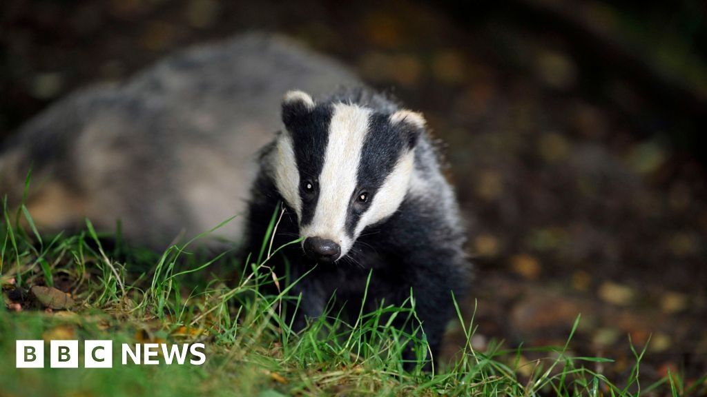 Cornwall farmers to get support vaccinating badgers in new scheme