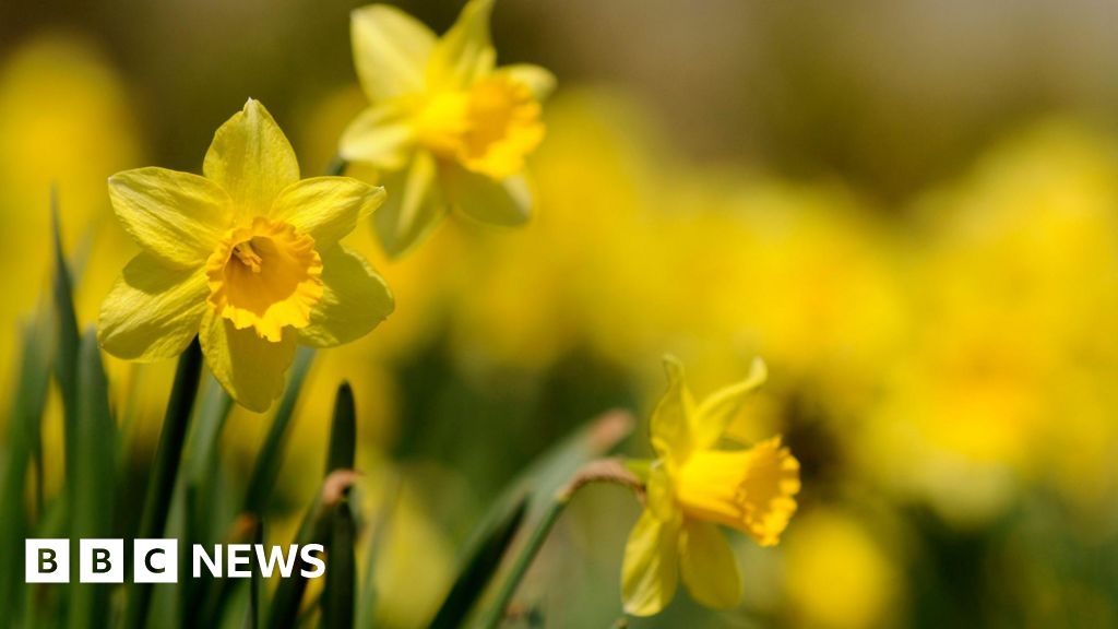 Daffodil hunt: The search for rare flowers lost from history