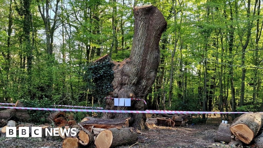 Toby Carvery felled oak: What's so important about an ancient tree?