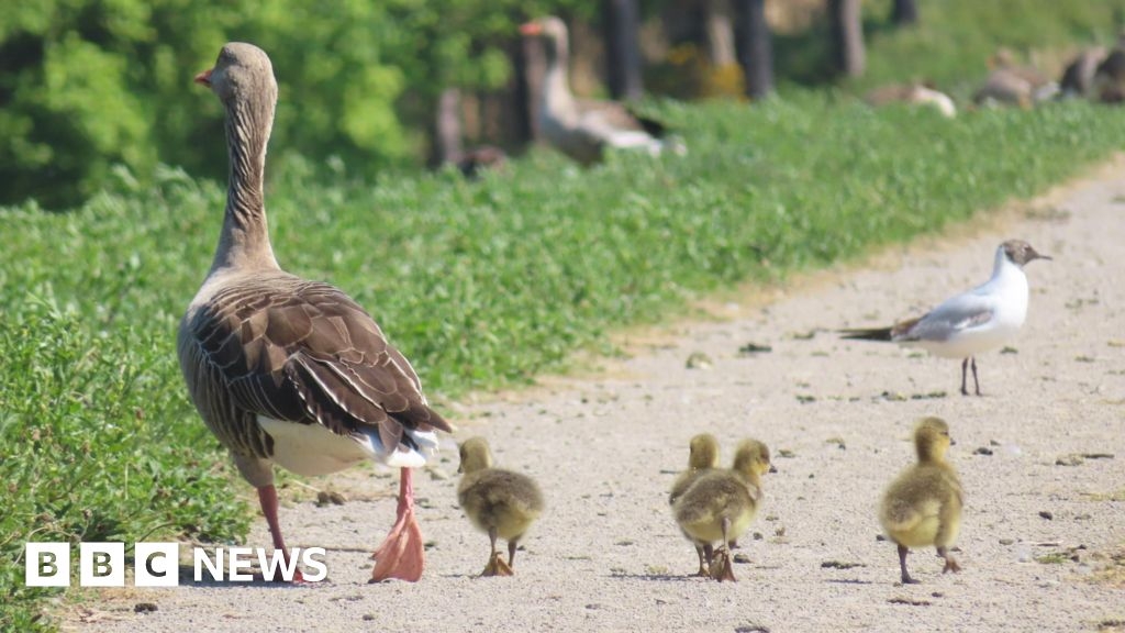 Your spring pictures of the North East and Cumbria