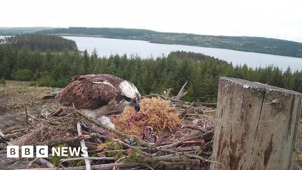 Kielder Forest's first osprey chicks of the year hatch