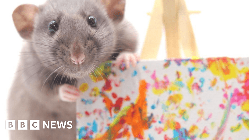 Rats' paintings sold to people around the world