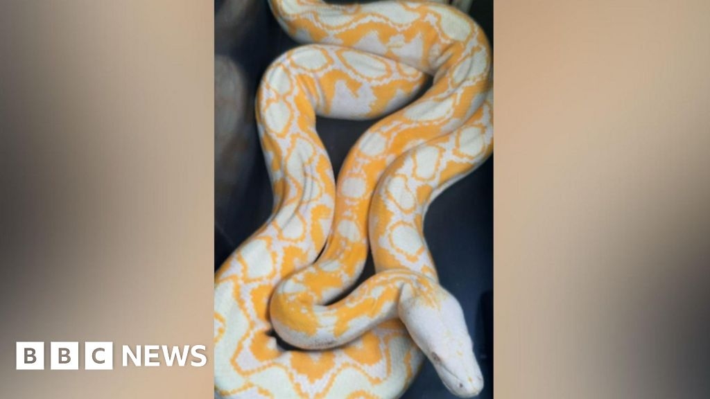 Four python snakes captured in North Lincolnshire