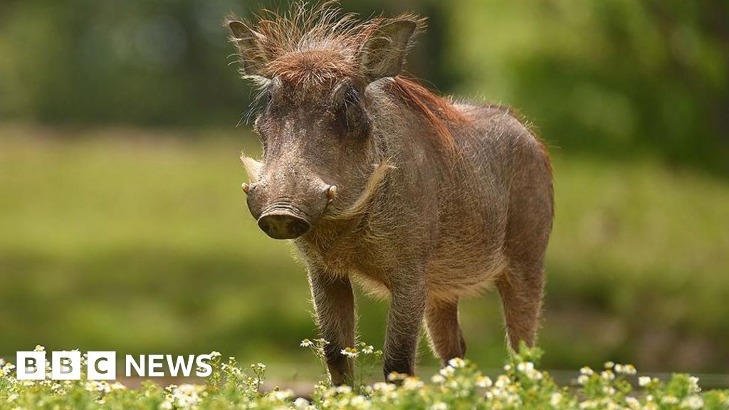 Chester Zoo opens huge African savannah for 57 species