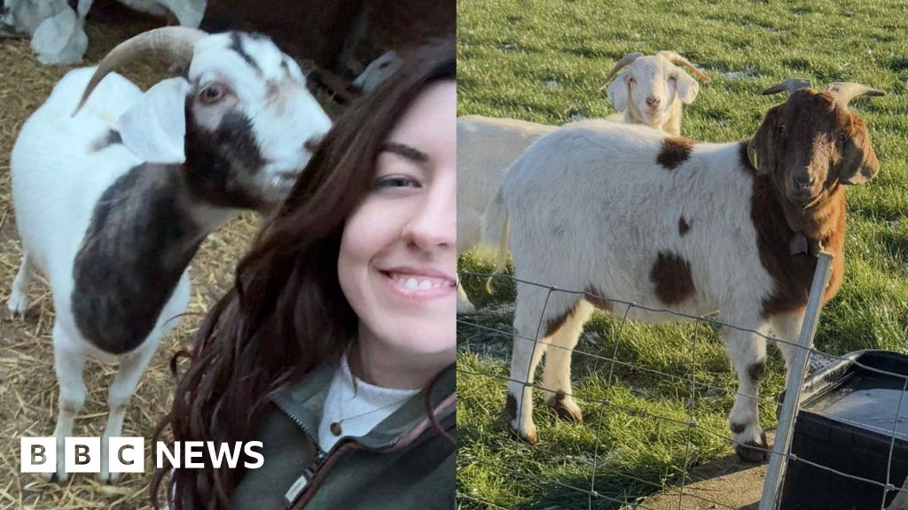 Lincoln family 'devastated' after two goats stolen from farm