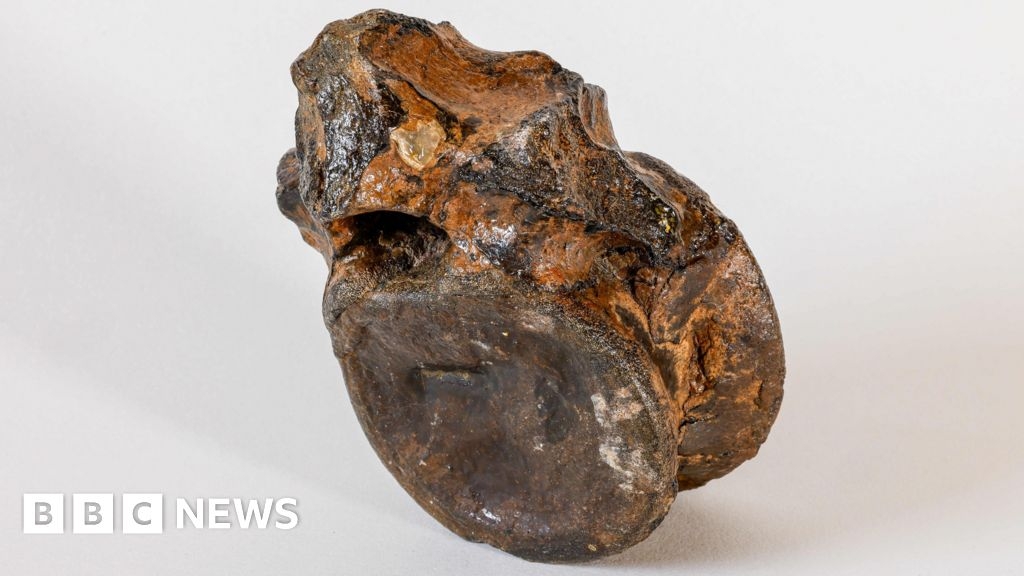 Bone from UK's largest stegosaur fossil returns to hometown