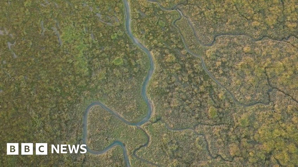 UK's muddy saltmarshes vital to tackle climate change