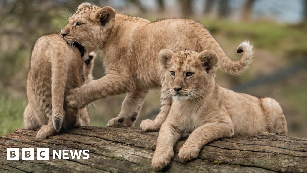 Whipsnade lion triplets are two males and a female, zoo reveals
