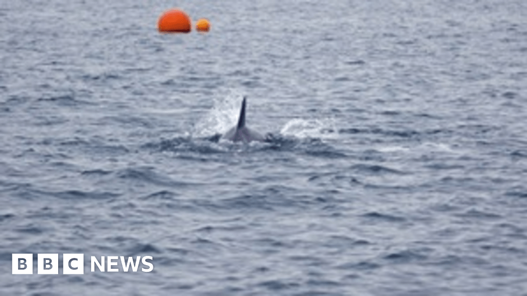 Warnings after dolphin sighting in Lyme Regis Harbous