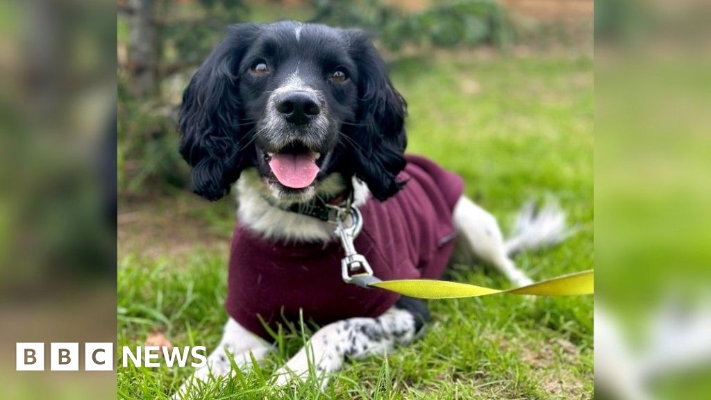 Wiltshire Police's rescue dog Reggie 'loves' drug recovery role
