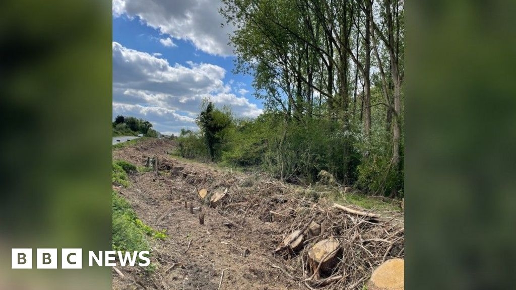 Remaining trees removed from land after Storm Darragh damage