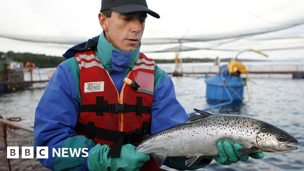 Chile's salmon farms hope for calmer waters