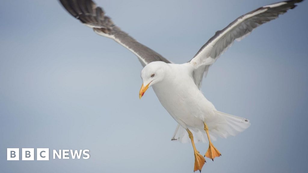 New survey will count urban gulls in Inverness