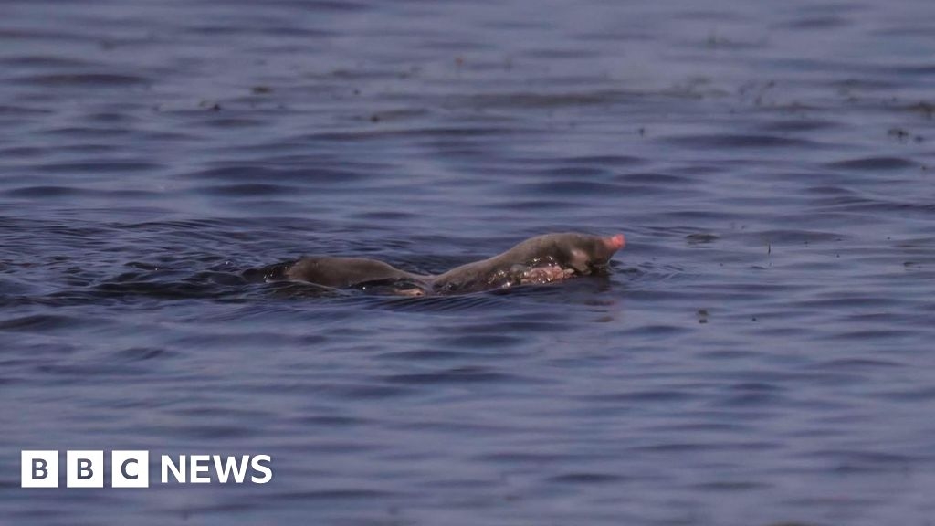 Swimming mole captured by Somerset photographer