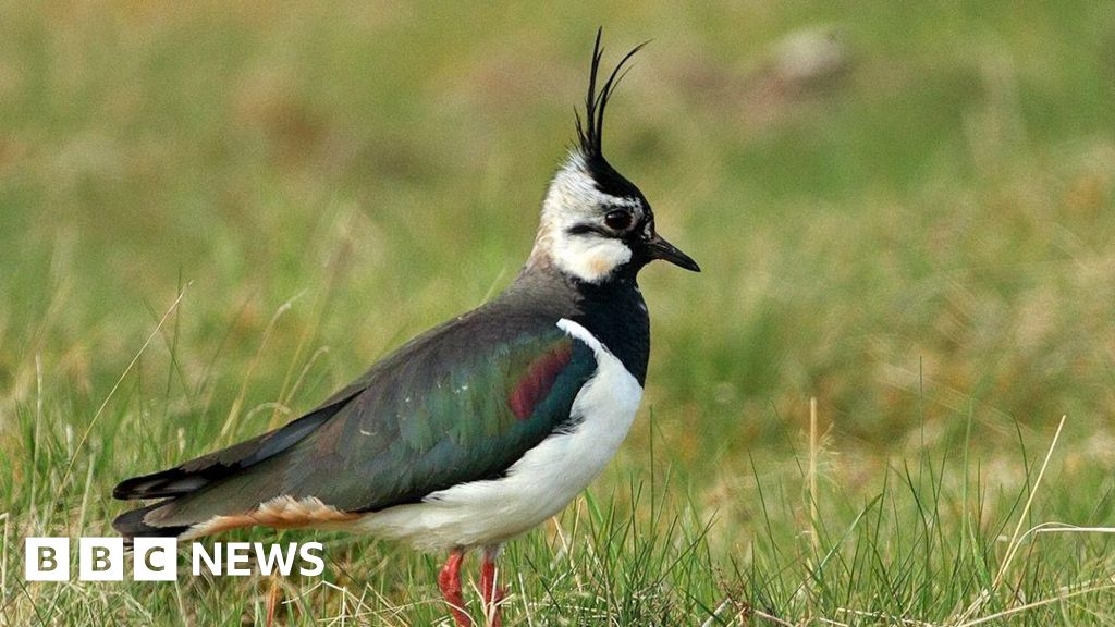 Saving the peewit: Hope for 'iconic' country bird