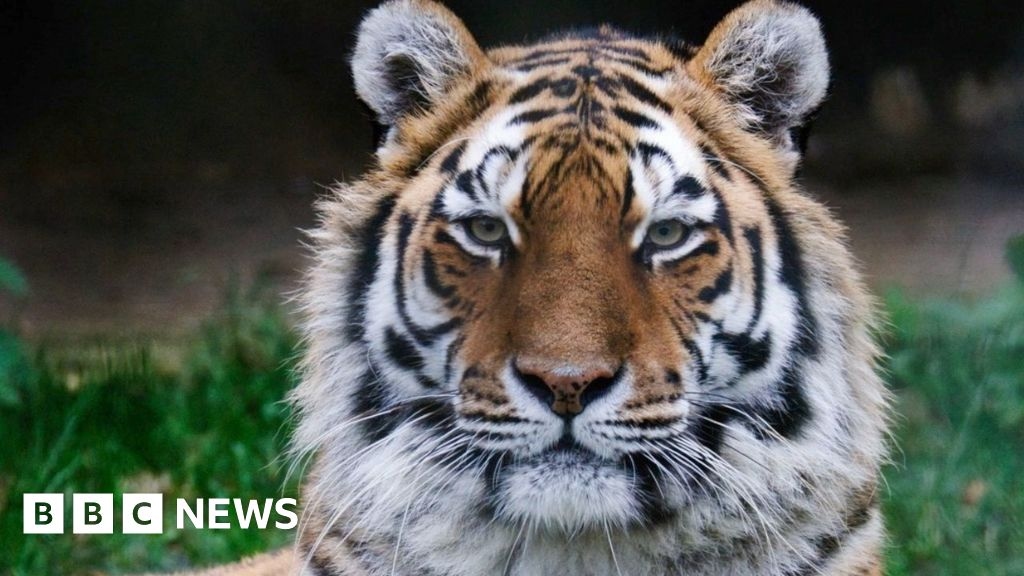 Marwell Zoo to replace tigress killed by intended mate