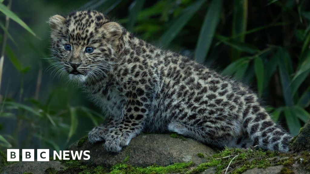 Colchester Zoo says Brexit had 'major impact' on breeding