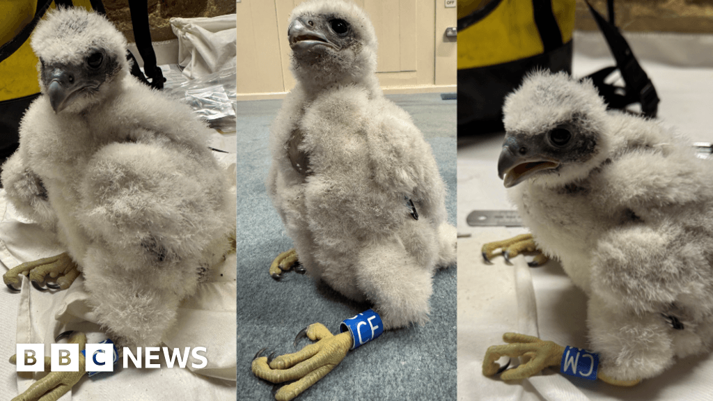 Tewkesbury Abbey peregrine falcon chicks named by local families