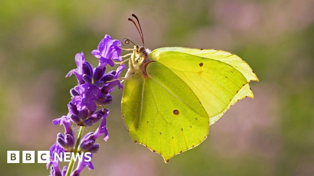 Guildford in Bloom competition returns with butterfly theme