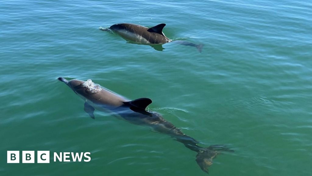 Orwell dolphins could be 'at high risk of stranding'