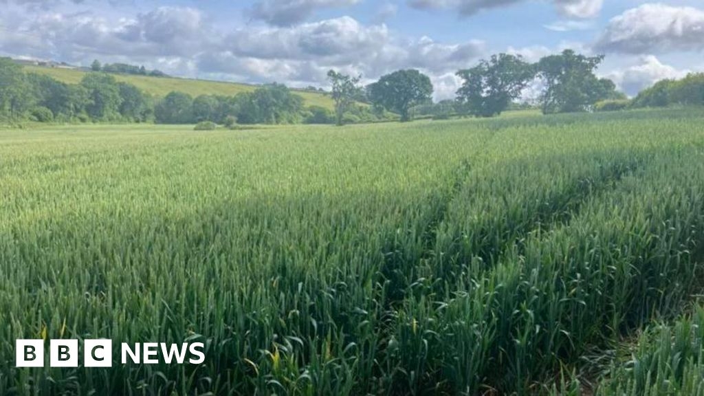 Slurry lagoon approved for Cornish farm amid 'stench' concerns