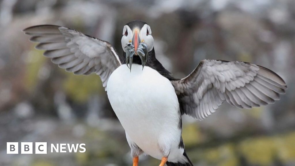 Puffin food fight goes to court as UK and EU clash over sand-eels