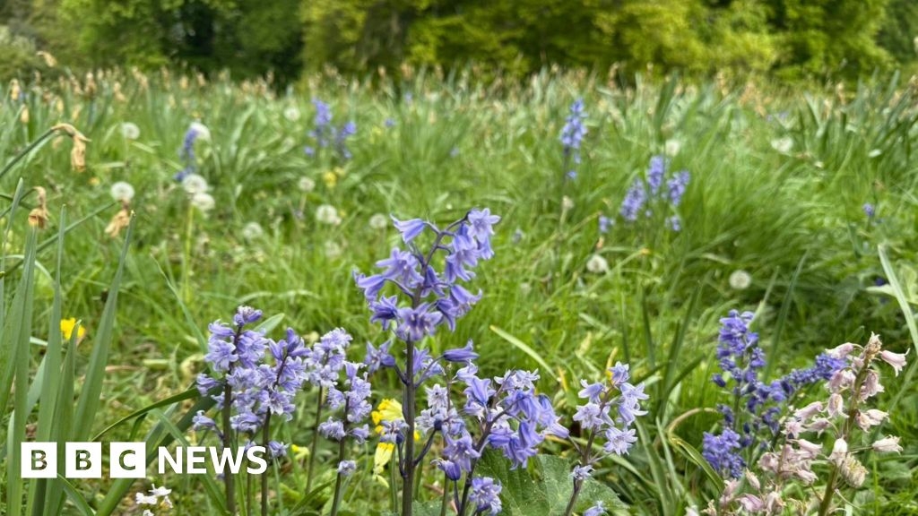 Belton House supports No Mow May campaign