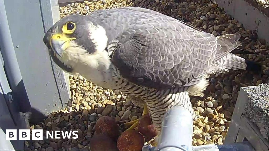 Drone spotted dangerously close to Norwich Cathedral falcon nest
