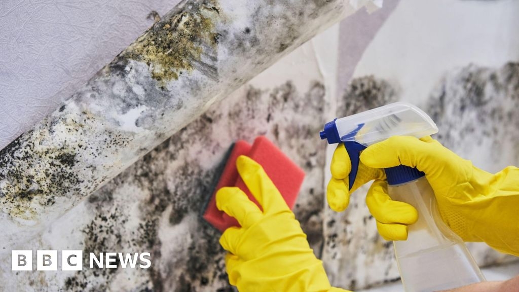 Awaab's Law: Plan to make social landlords fix mould in force from October
