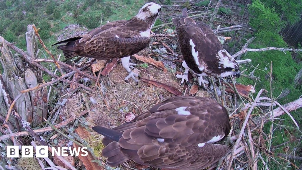 Tweed Valley cameras capture osprey nest love triangle