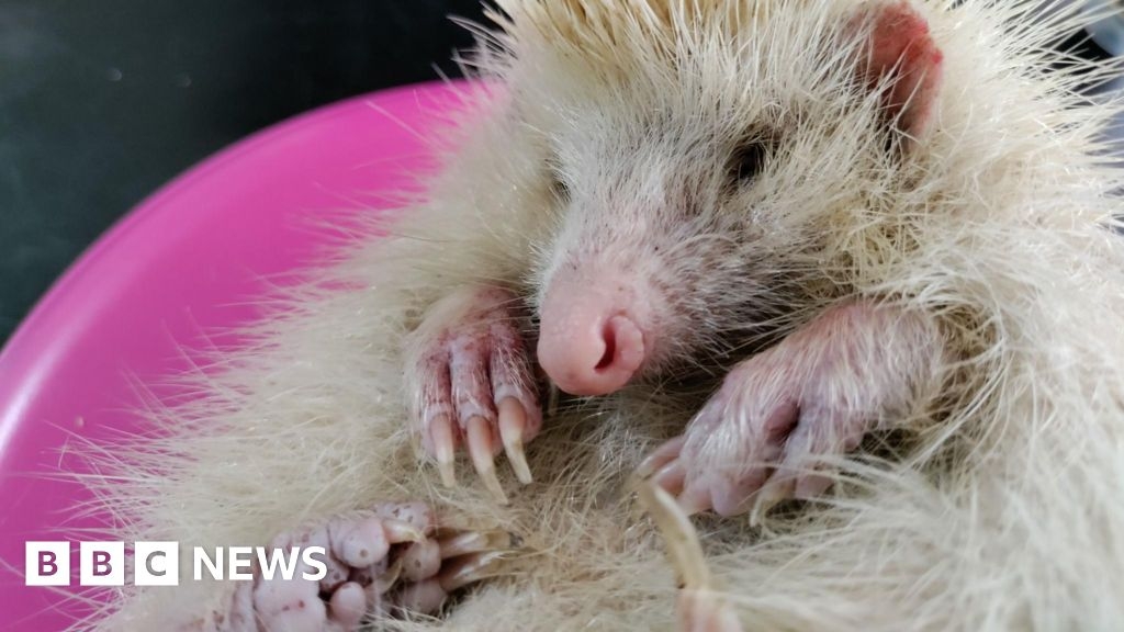 'Good news' as mystery hedgehog illness ruled out in Alderney