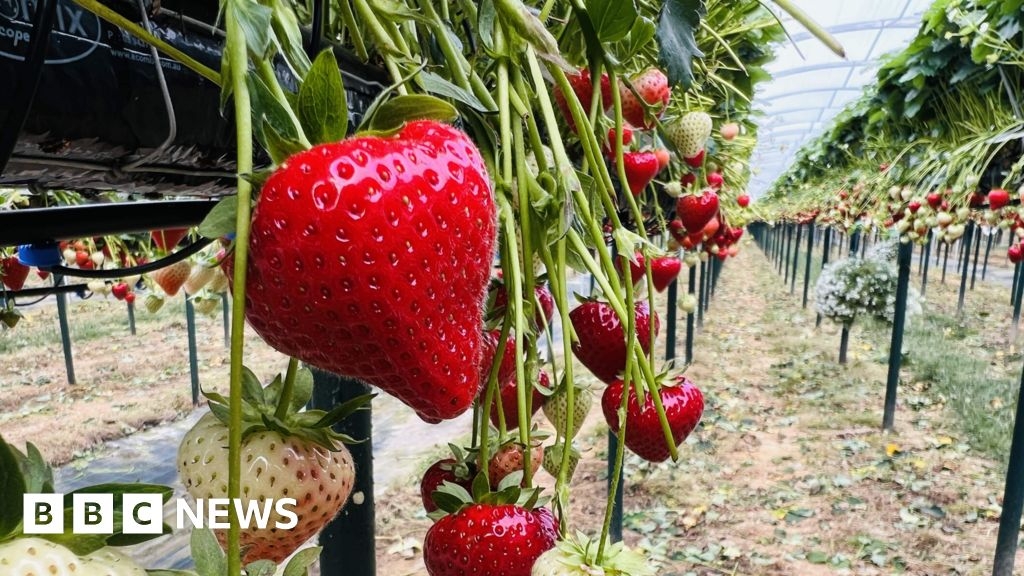 Chichester grower sees larger strawberries after 'perfect' spring