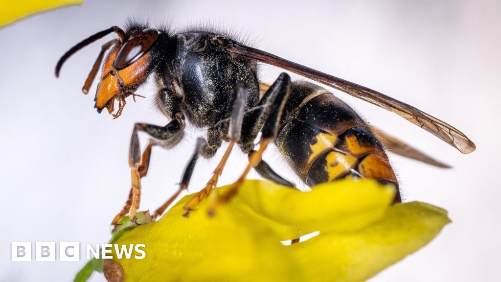 Asian hornet trappings increase in Channel Islands