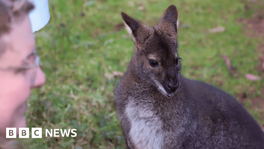 Paignton Zoo prepares for arrival of storm-hit wallabies